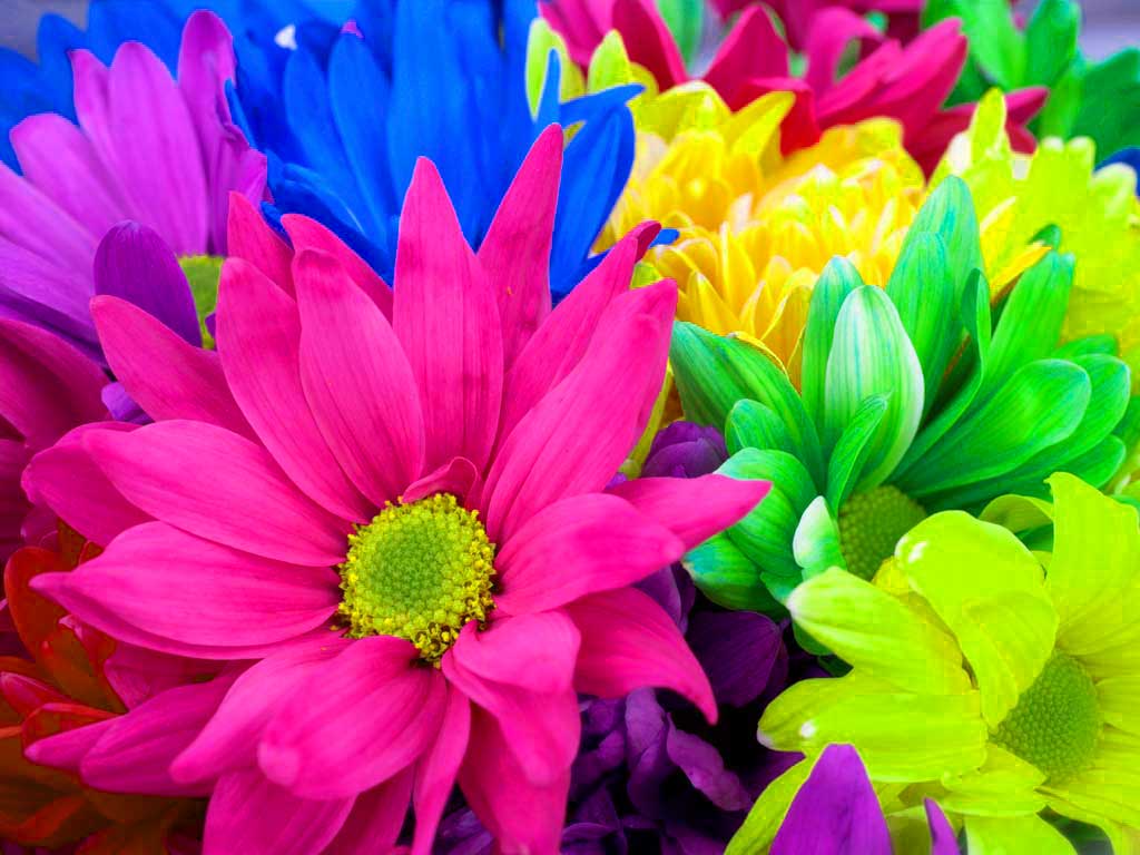 hd photo flower hd photo flower